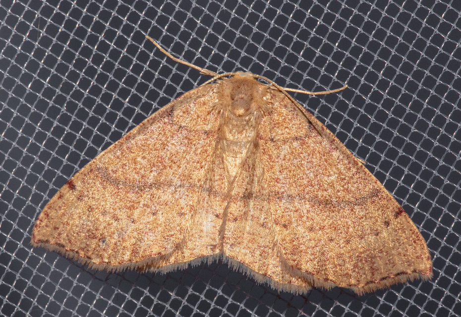 Cyclophora linearia - vonalas pettyesaraszoló