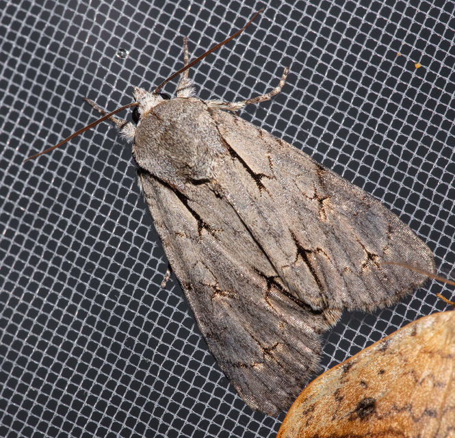 Acronicta cuspis/tridens/psi