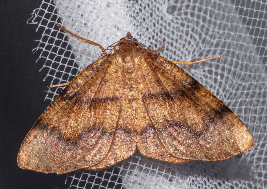 Plagodis pulveraria - szemcsés araszoló