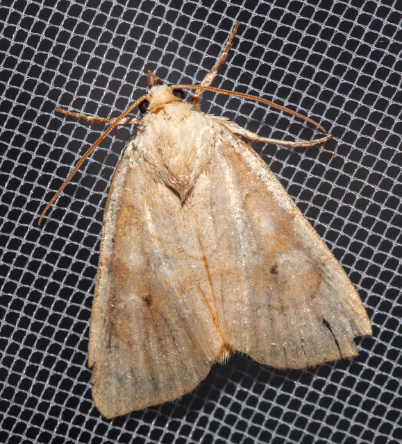 Cosmia trapezina - közönséges lombbagoly