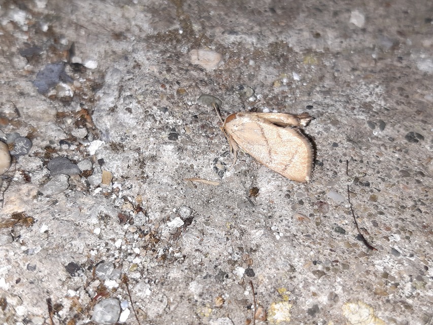 Apoda limacodes - kagylólepke