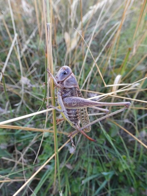 Decticus verrucivorus - szemölcsevő szöcske