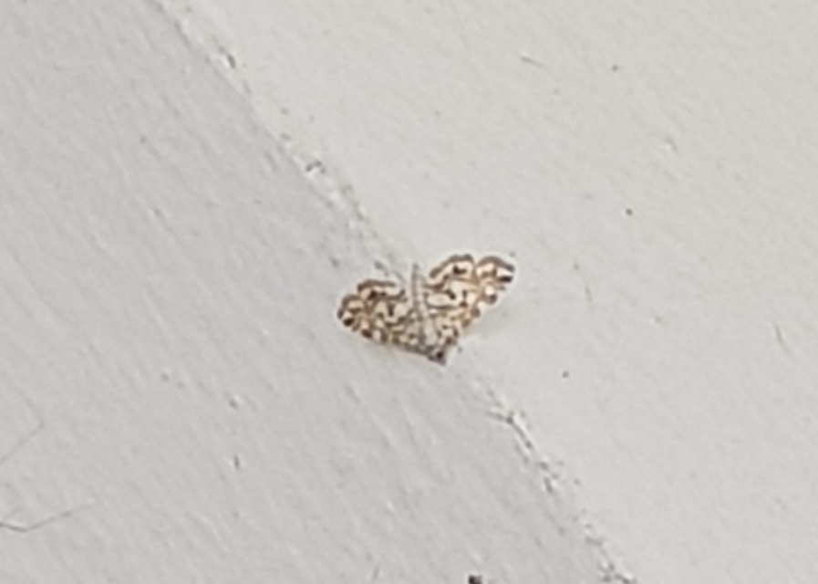 Elophila nymphaeata - tarka vízimoly
