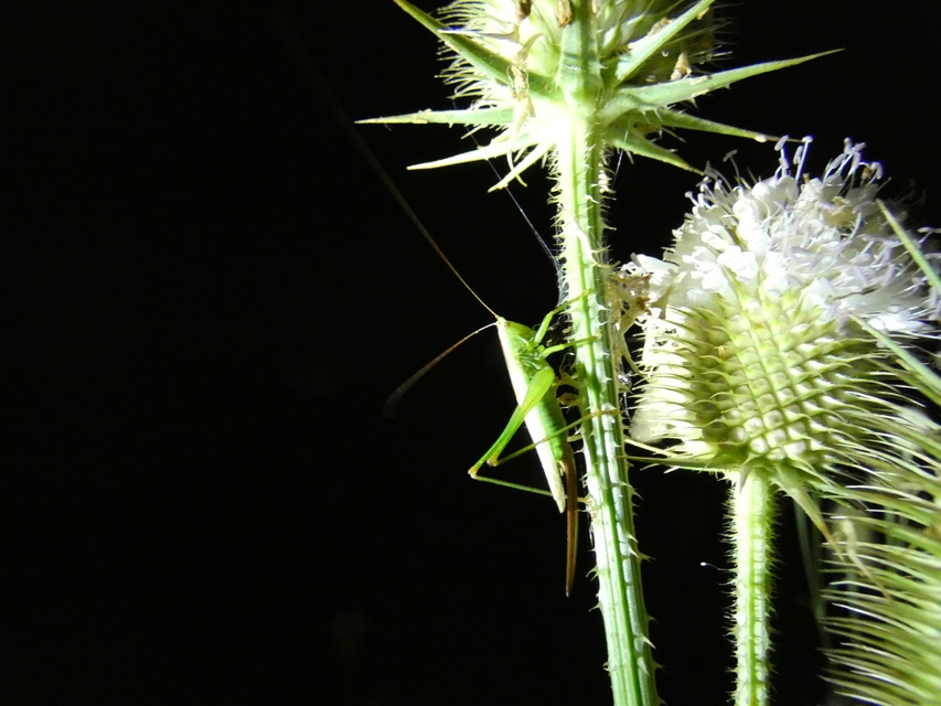Conocephalus fuscus - kis kúpfejűszöcske