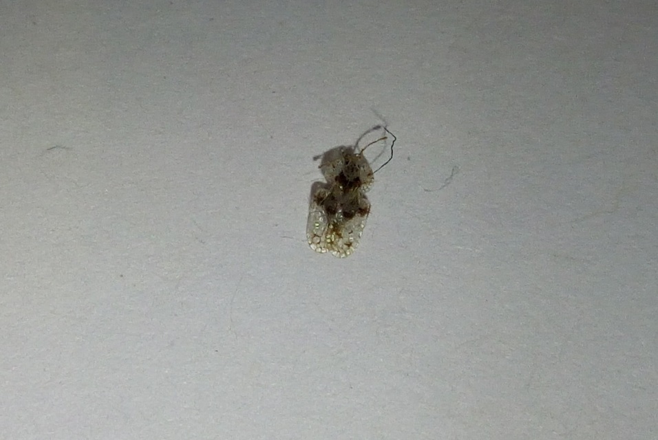 Corythucha arcuata - tölgy-csipkéspoloska