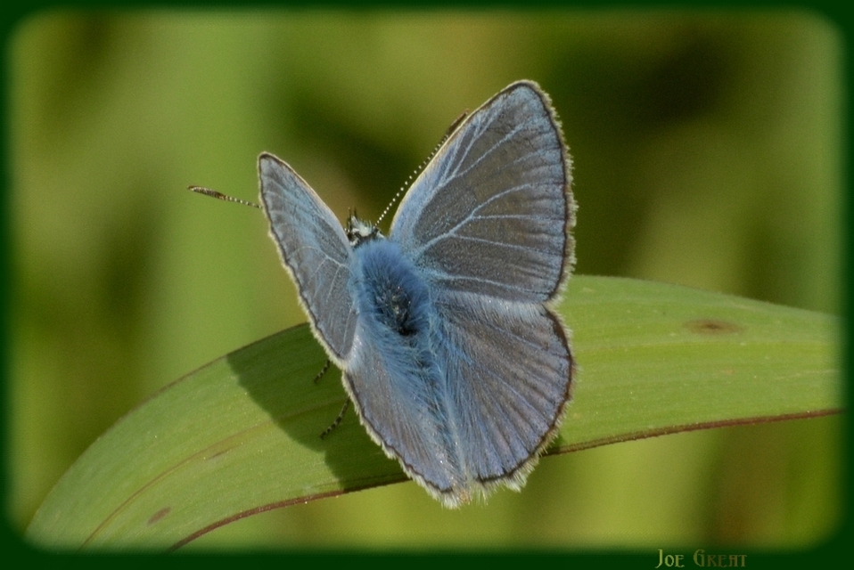 Polyommatus icarus - közönséges boglárka