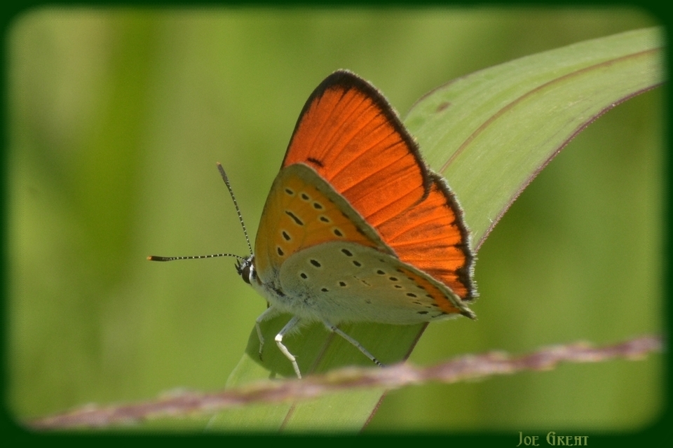 Lycaena dispar rutilus - nagy tűzlepke