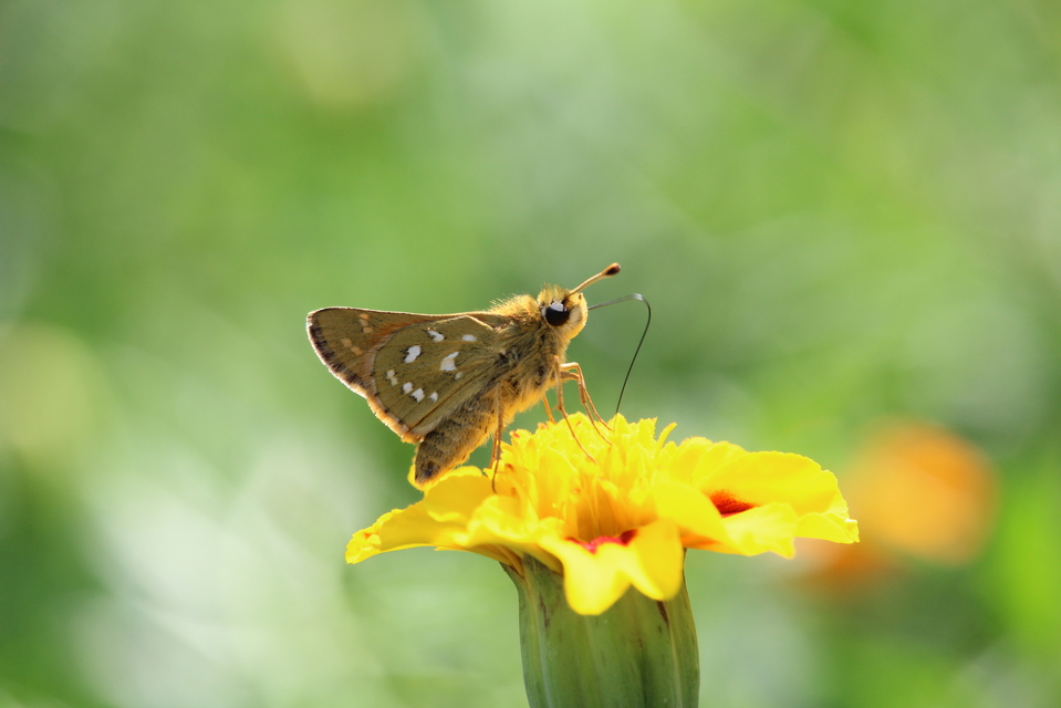 Hesperia comma - vesszős busalepke