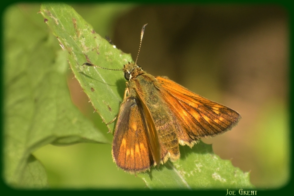 Ochlodes sylvanus - erdei busalepke