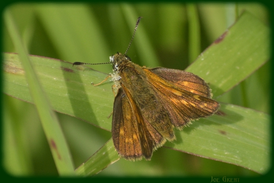 Ochlodes sylvanus - erdei busalepke