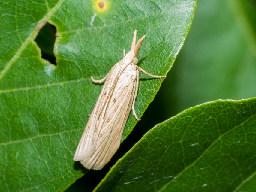 Ematheudes punctella - kúposfejű karcsúmoly