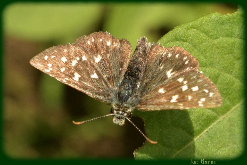 Pyrgus malvae - kis busalepke