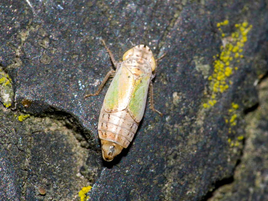 Doratura