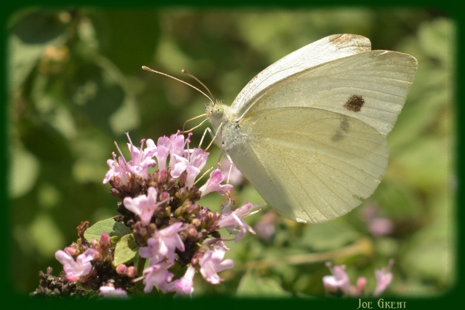 Pieris rapae - répalepke