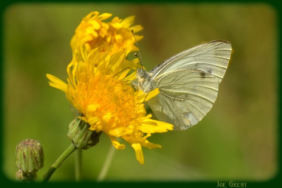 Pieris napi - repcelepke