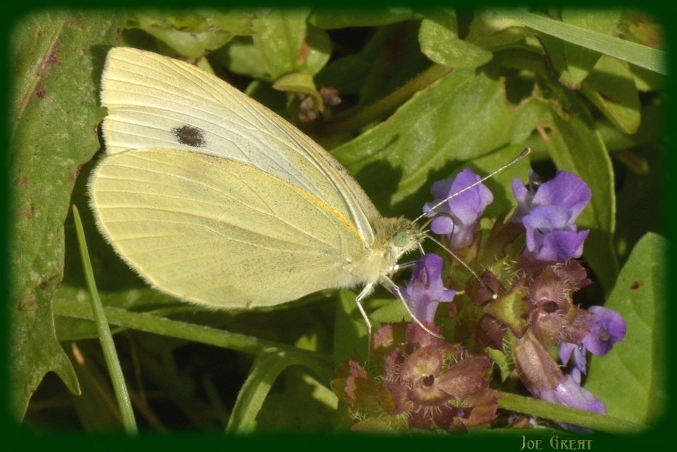 Pieris rapae - répalepke