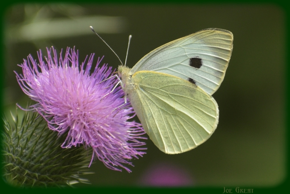Pieris brassicae - káposztalepke