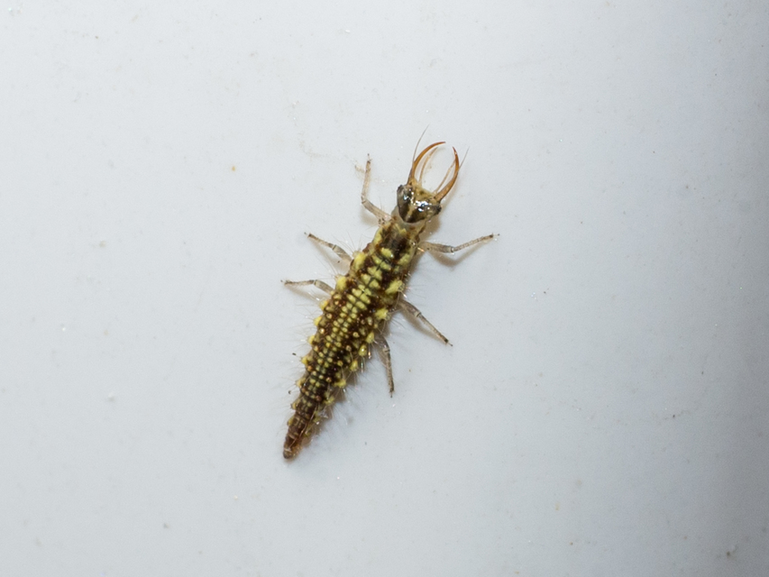 Chrysopidae - zöldfátyolkák