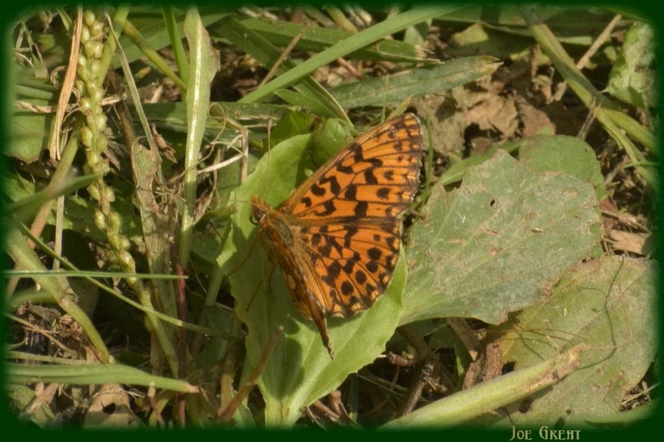 Boloria dia - kis gyöngyházlepke