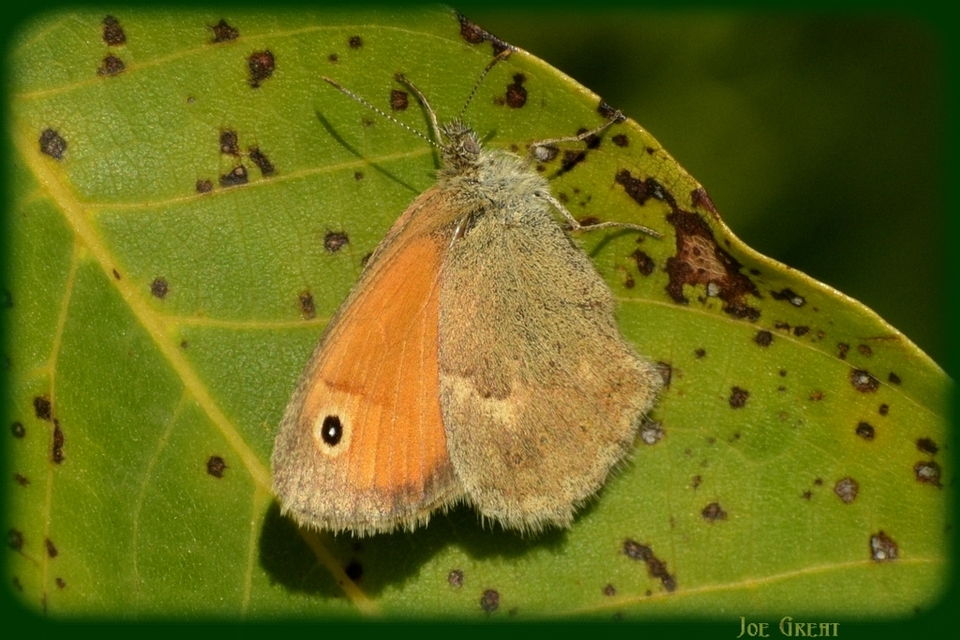 Coenonympha pamphilus - kis szénalepke