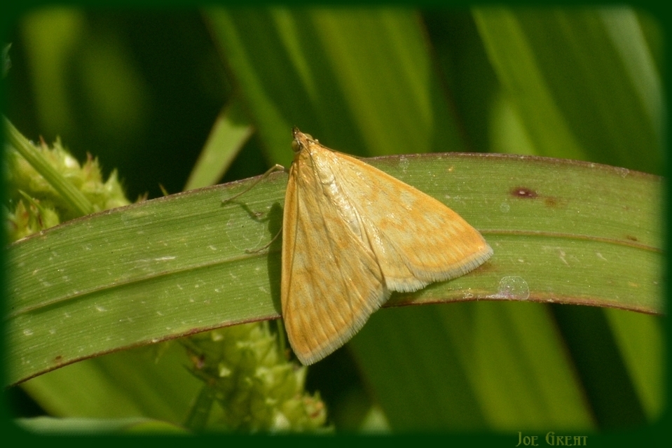 Sitochroa verticalis - világossárga dudvamoly