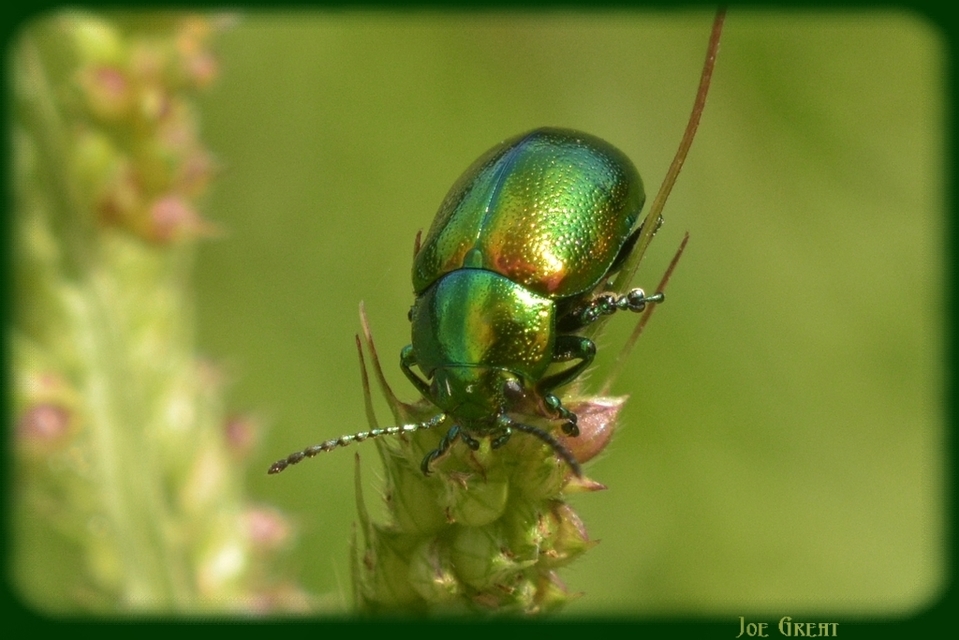 Chrysolina graminis - zöld varádicslevelész