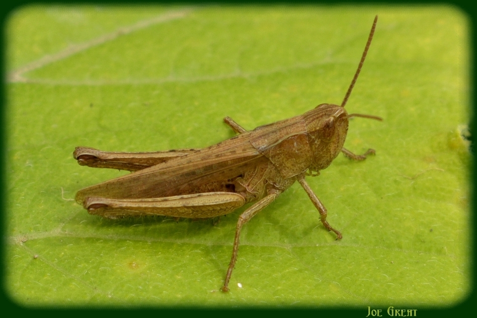 Chorthippus dorsatus - hátas rétisáska
