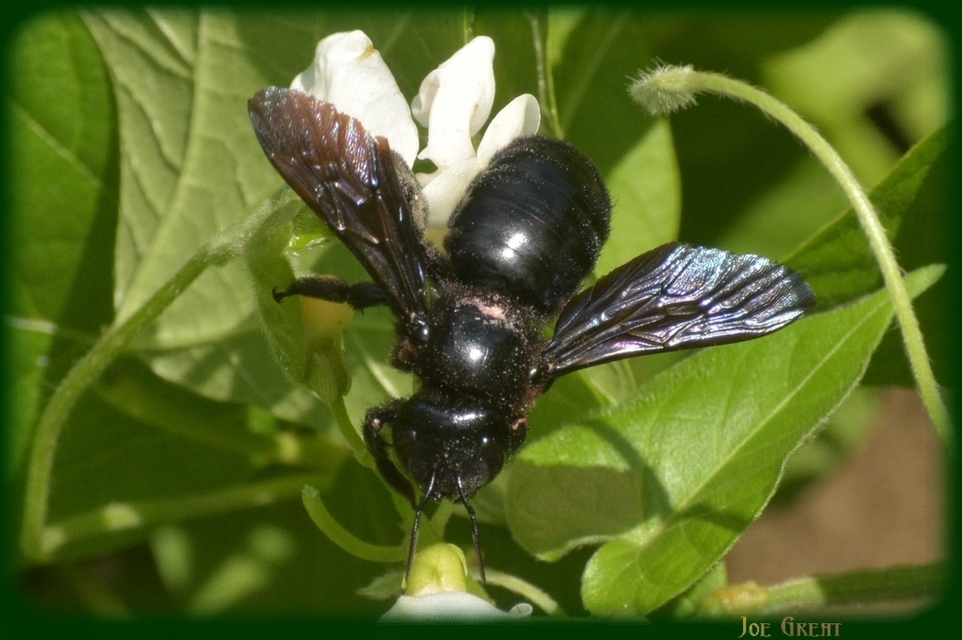Hymenoptera - Hártyásszárnyúak