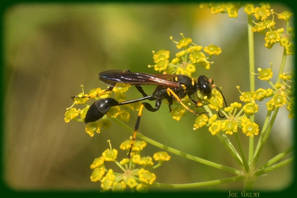 Sceliphron caementarium - feketenyelű lopódarázs