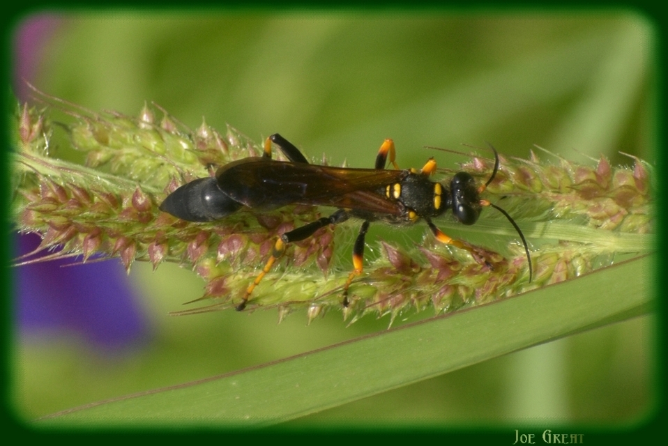 Sceliphron caementarium - feketenyelű lopódarázs