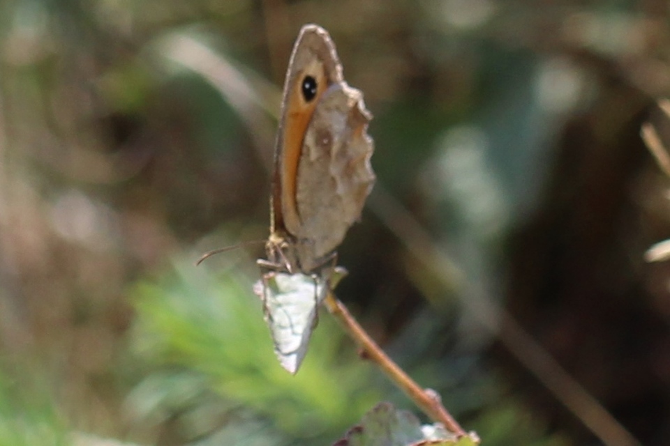 Pyronia tithonus - kis ökörszemlepke