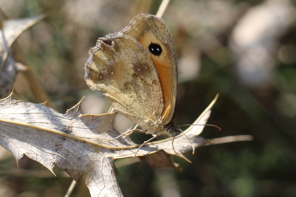 Pyronia tithonus - kis ökörszemlepke