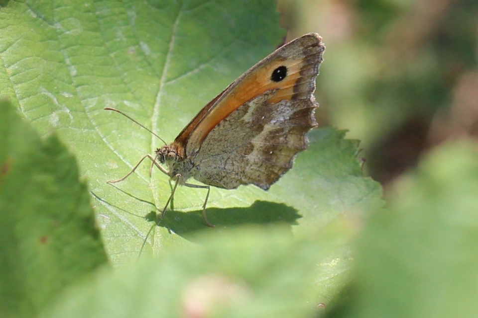 Pyronia tithonus - kis ökörszemlepke