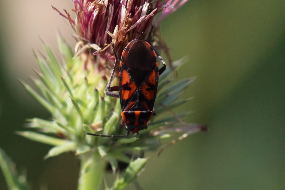 Spilostethus saxatilis - virágbodobács