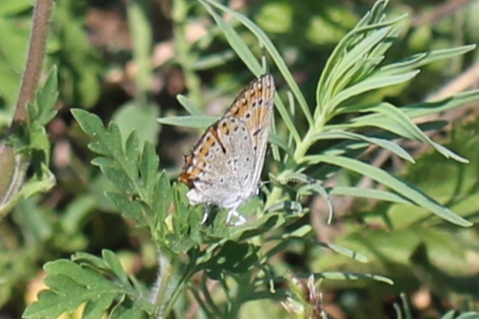 Lycaena thersamon - kis tűzlepke