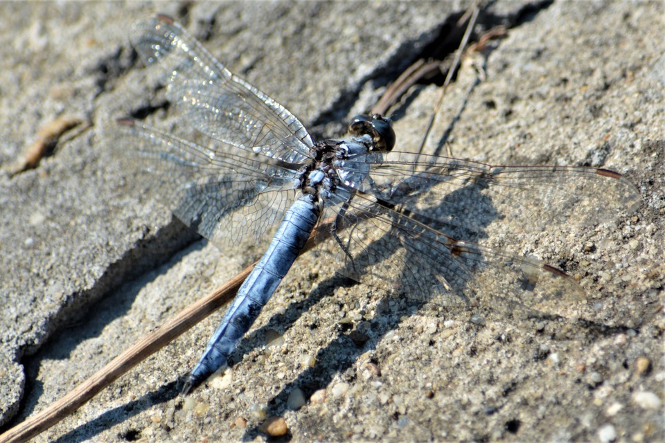 Orthetrum brunneum - pataki pásztorszitakötő