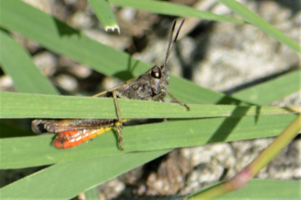 Omocestus rufipes - vöröshasú tarlósáska