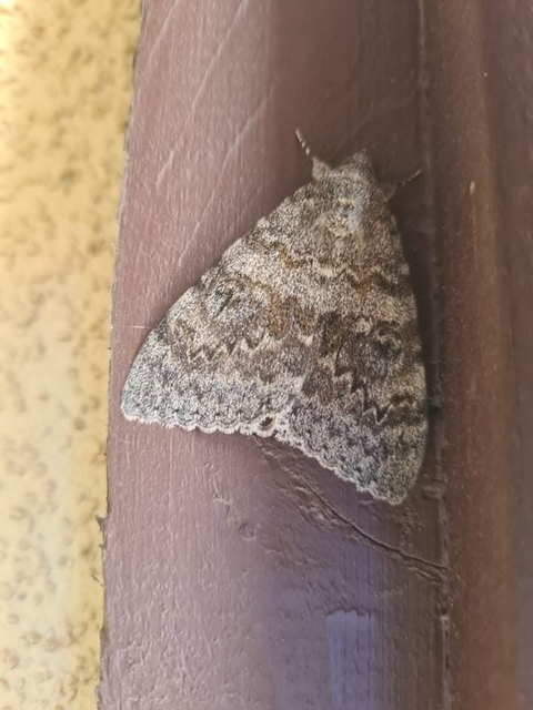 Catocala elocata - közönséges övesbagoly