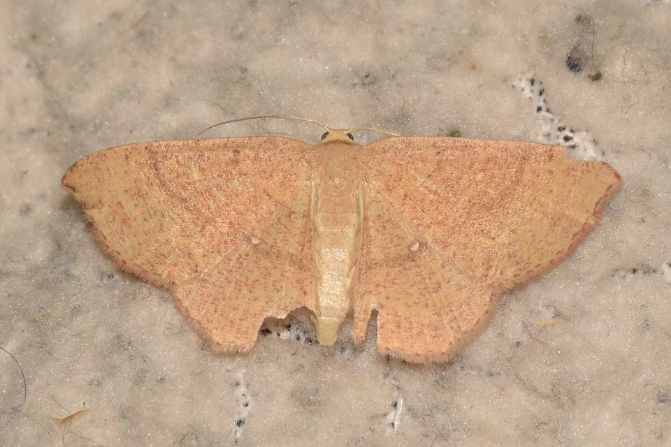 Cyclophora ruficiliaria - vörösrojtú pettyesaraszoló