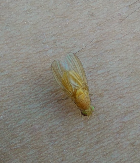 Lauxaniidae - pudvalegyek