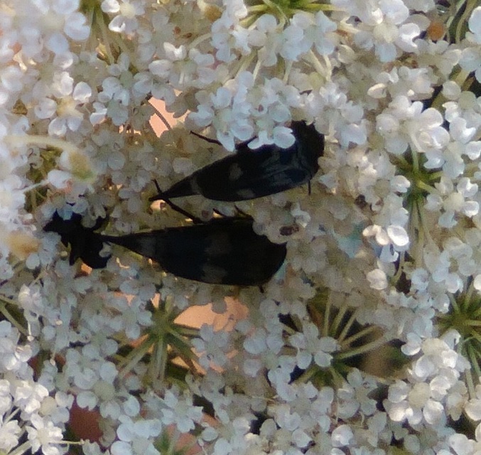 Variimorda villosa - szalagos maróka