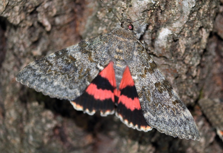 Catocala elocata - közönséges övesbagoly