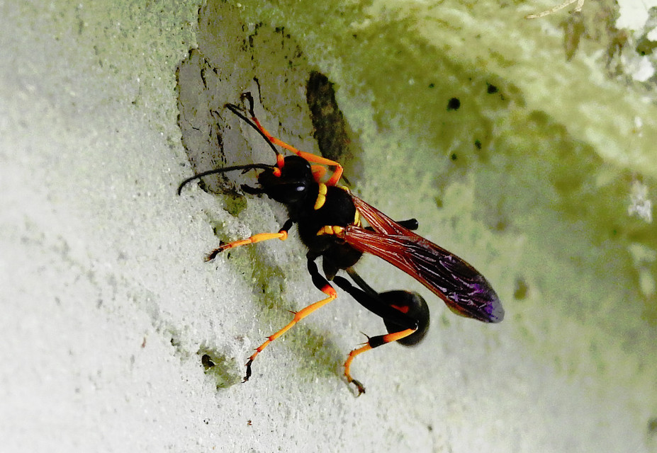 Sceliphron caementarium - feketenyelű lopódarázs