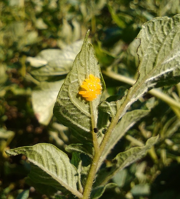 Leptinotarsa decemlineata - burgonyabogár