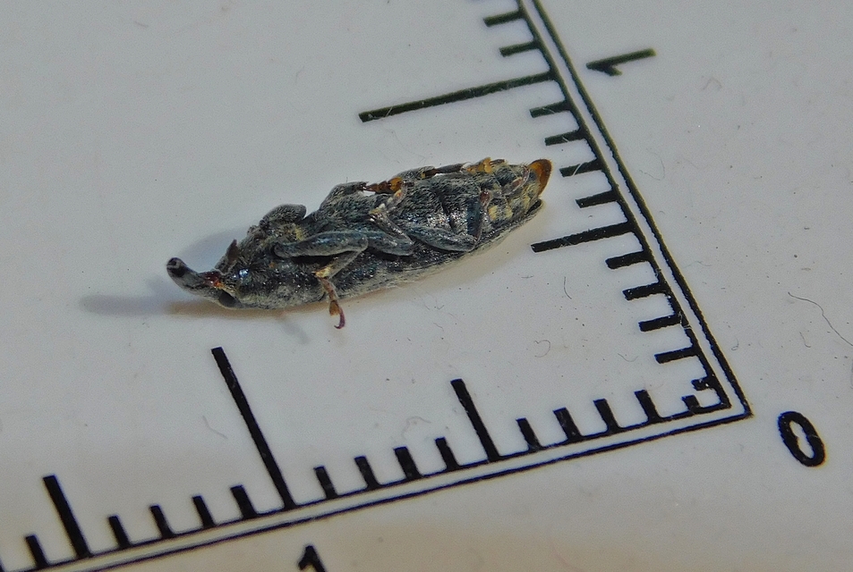 Lixus subtilis - disznóparéj-dudvabarkó