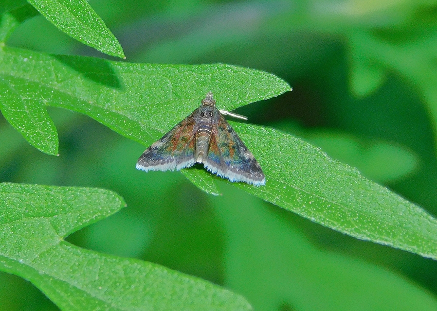 Heliothela wulfeniana - fényes kormosmoly