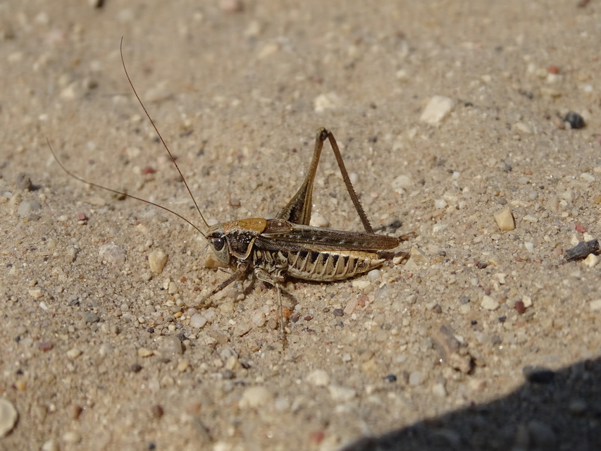 Platycleis affinis - púposhasú rétiszöcske
