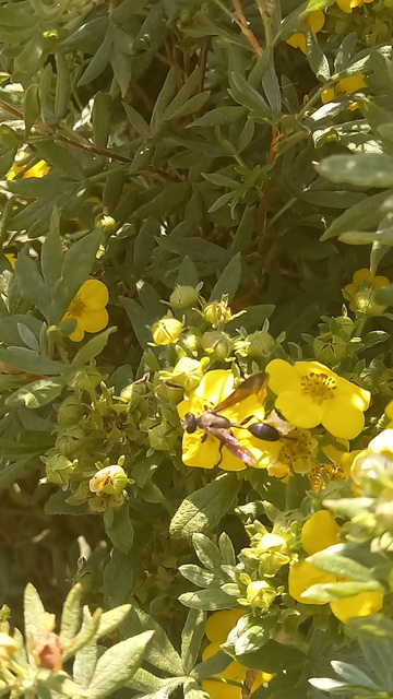 Isodontia mexicana - mexikói fűdarázs