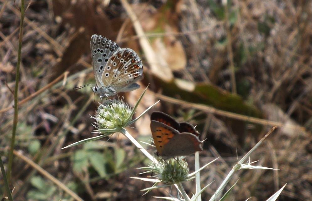 Polyommatus coridon - ezüstkék boglárka