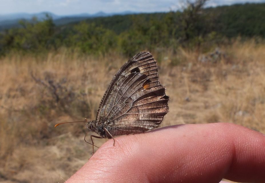 Arethusana arethusa - közönséges szemeslepke